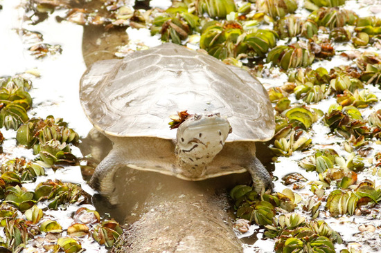 Side-necked turtle