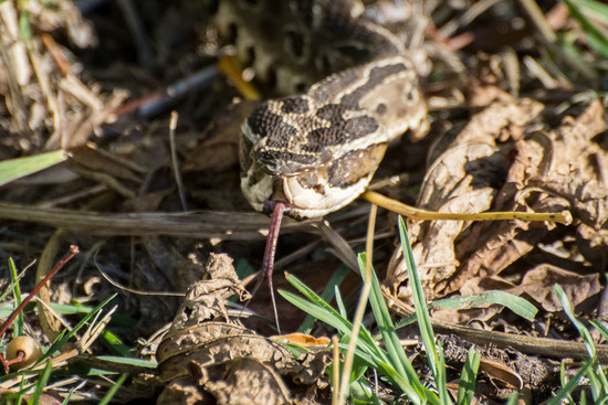 Urutu pit viper