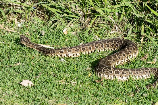 Urutu pit viper