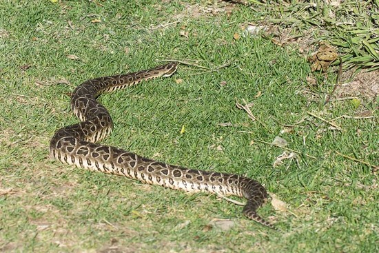 Urutu pit viper