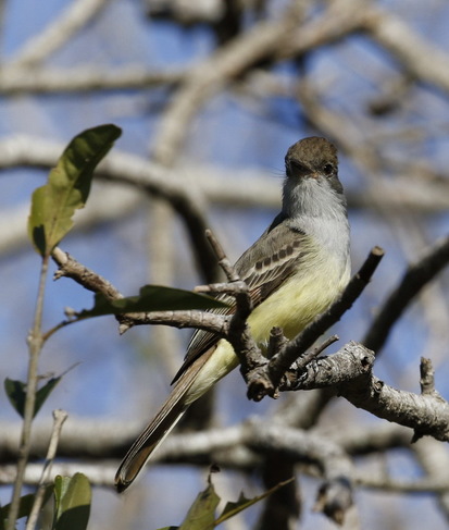 Brown-crested Flycatcher