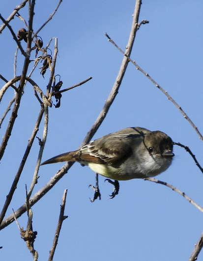 Brown-crested Flycatcher
