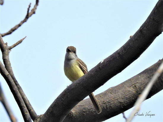 Brown-crested Flycatcher