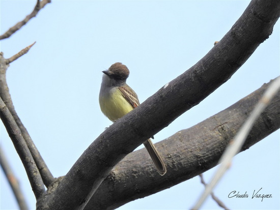 Brown-crested Flycatcher