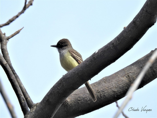 Brown-crested Flycatcher