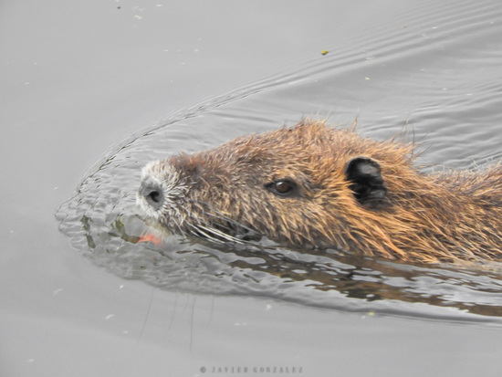 Coypu