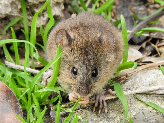Yellow pygmy rice rat