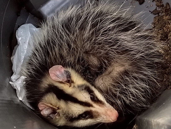 White-eared opossum