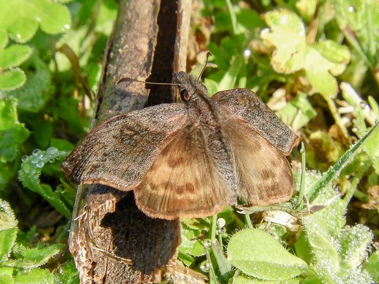Dichrous skipper