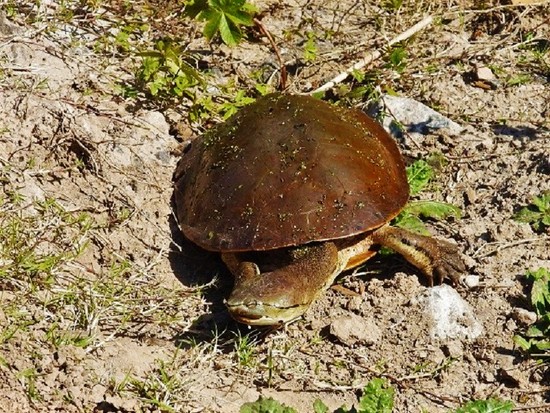 Side-necked turtle