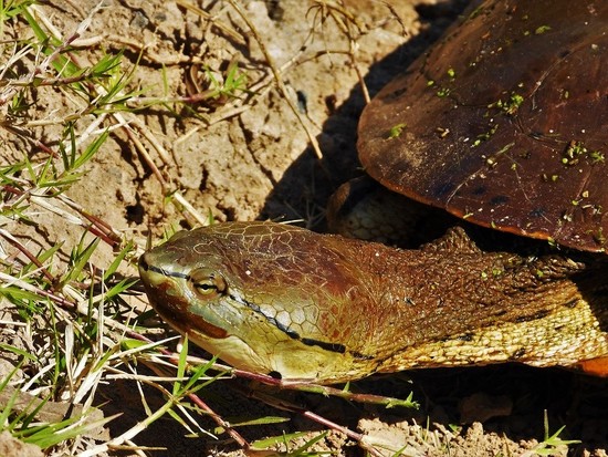 Side-necked turtle