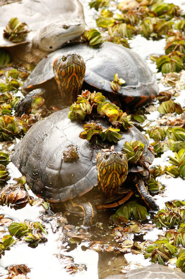 Painted turtle