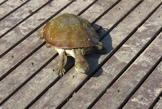 Side-necked turtle