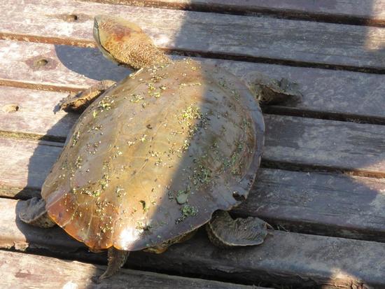 Side-necked turtle