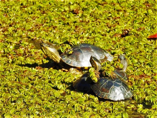 Painted turtle