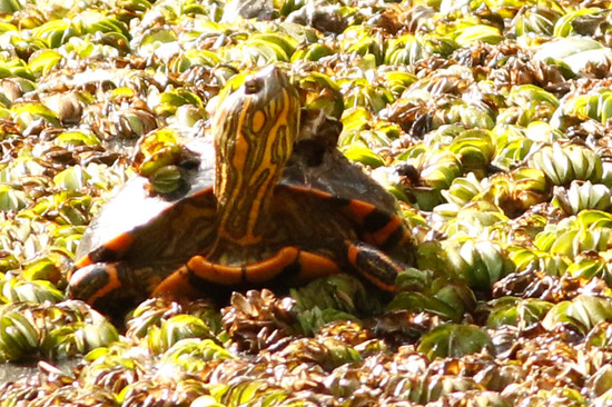 Painted turtle