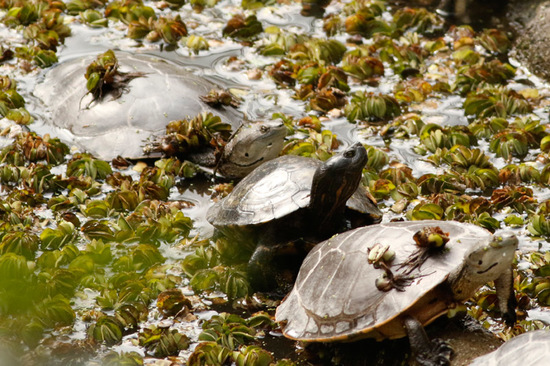 Painted turtle