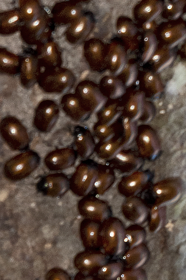 Leaf beetle