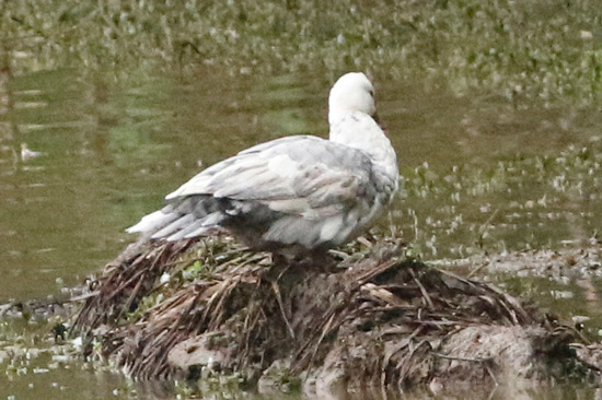 Pato criollo