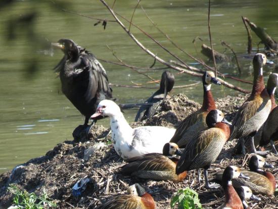 Pato criollo