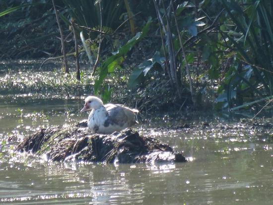 Pato criollo