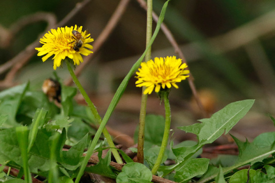Abeja europea