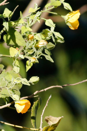 Malvavisco/Wild mallow