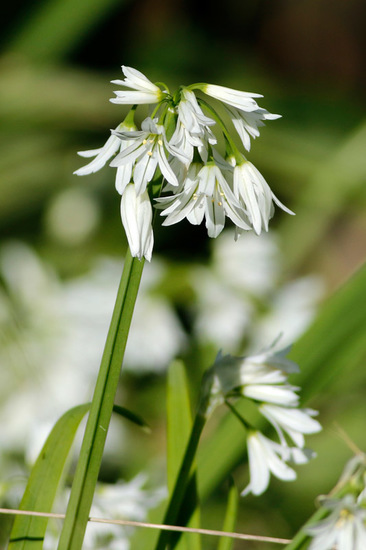 Lágrima de la virgen/Three-cornered leek