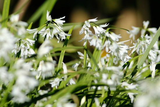 Lágrima de la virgen/Three-cornered leek