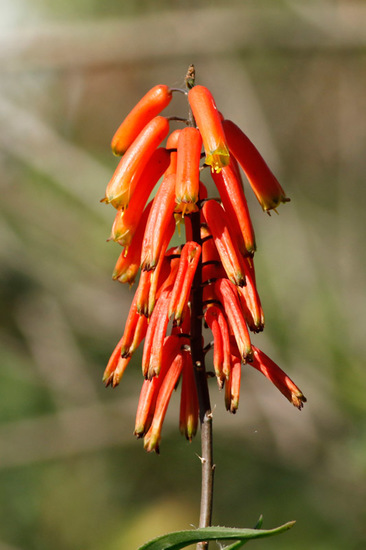 Aloe trepador/Climbing aloe