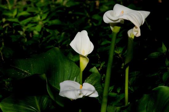 Cala/Calla lily