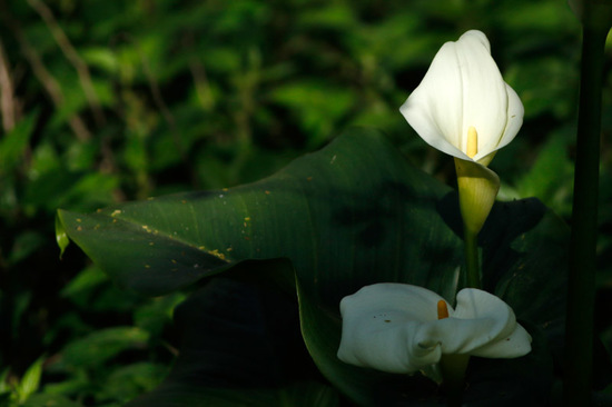 Cala/Calla lily