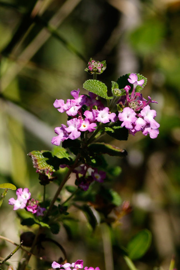 Camará morada/Lantana megapotamica