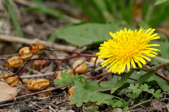 Diente de león/Common dandelion