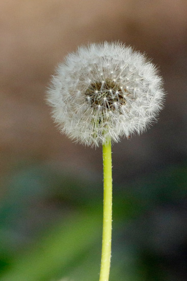 Diente de león/Common dandelion