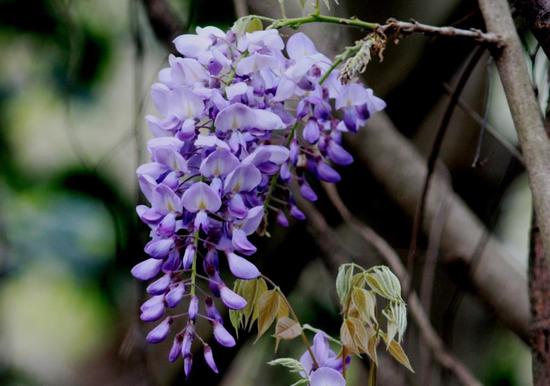 Glicina/Chinese wisteria