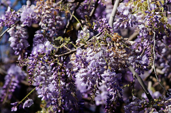 Glicina/Chinese wisteria