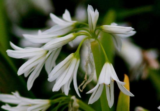 Lágrima de la virgen/Three-cornered leek