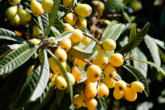 Níspero/Loquat