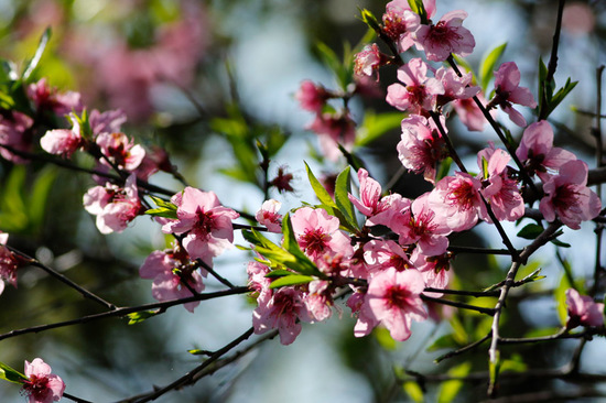 Duraznero/Peach tree