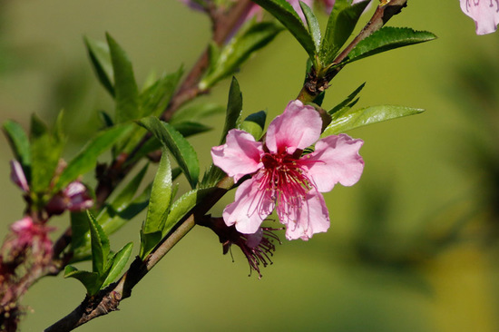 Duraznero/Peach tree