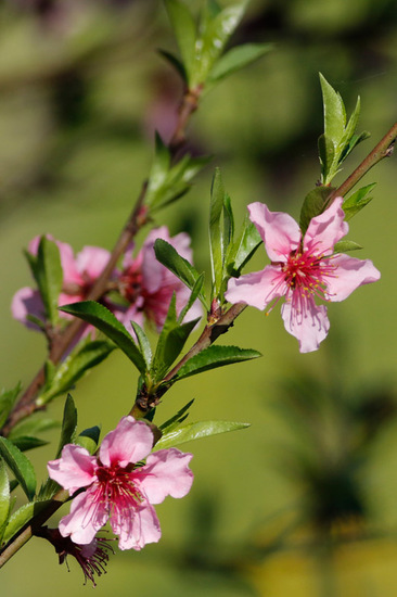 Duraznero/Peach tree