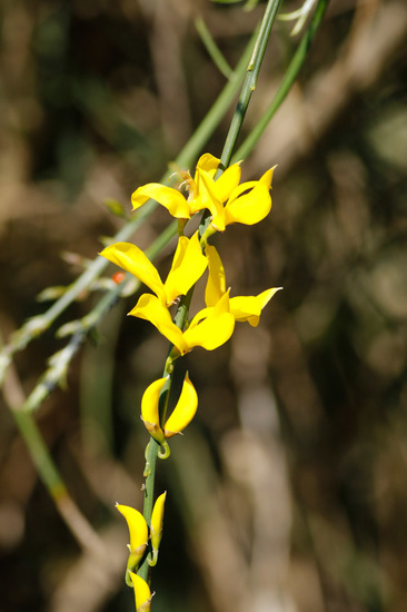 Retama de olor/Spanish broom