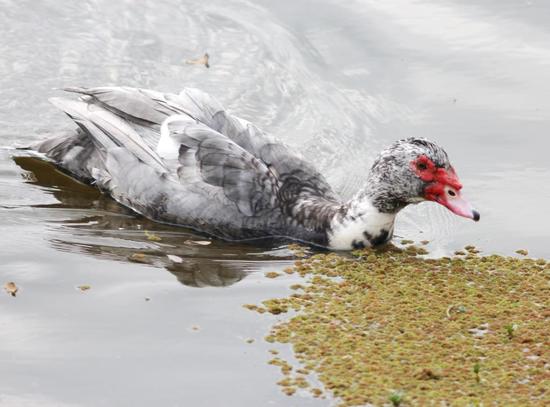 Pato criollo