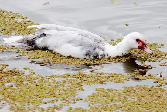 Pato criollo