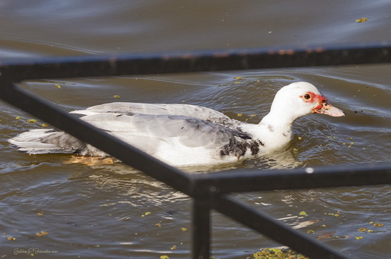 Pato criollo