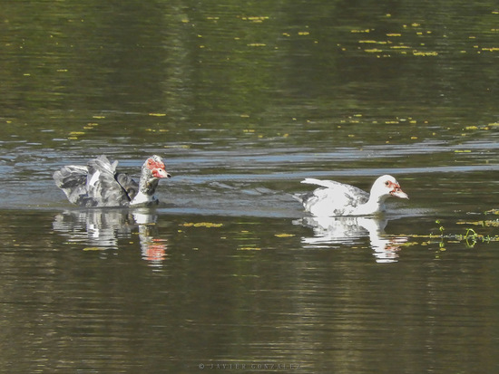 Pato criollo
