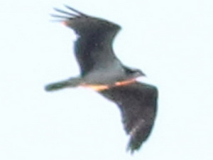 Águila pescadora