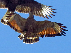 Aguilucho colorado