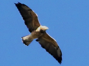 Aguilucho langostero